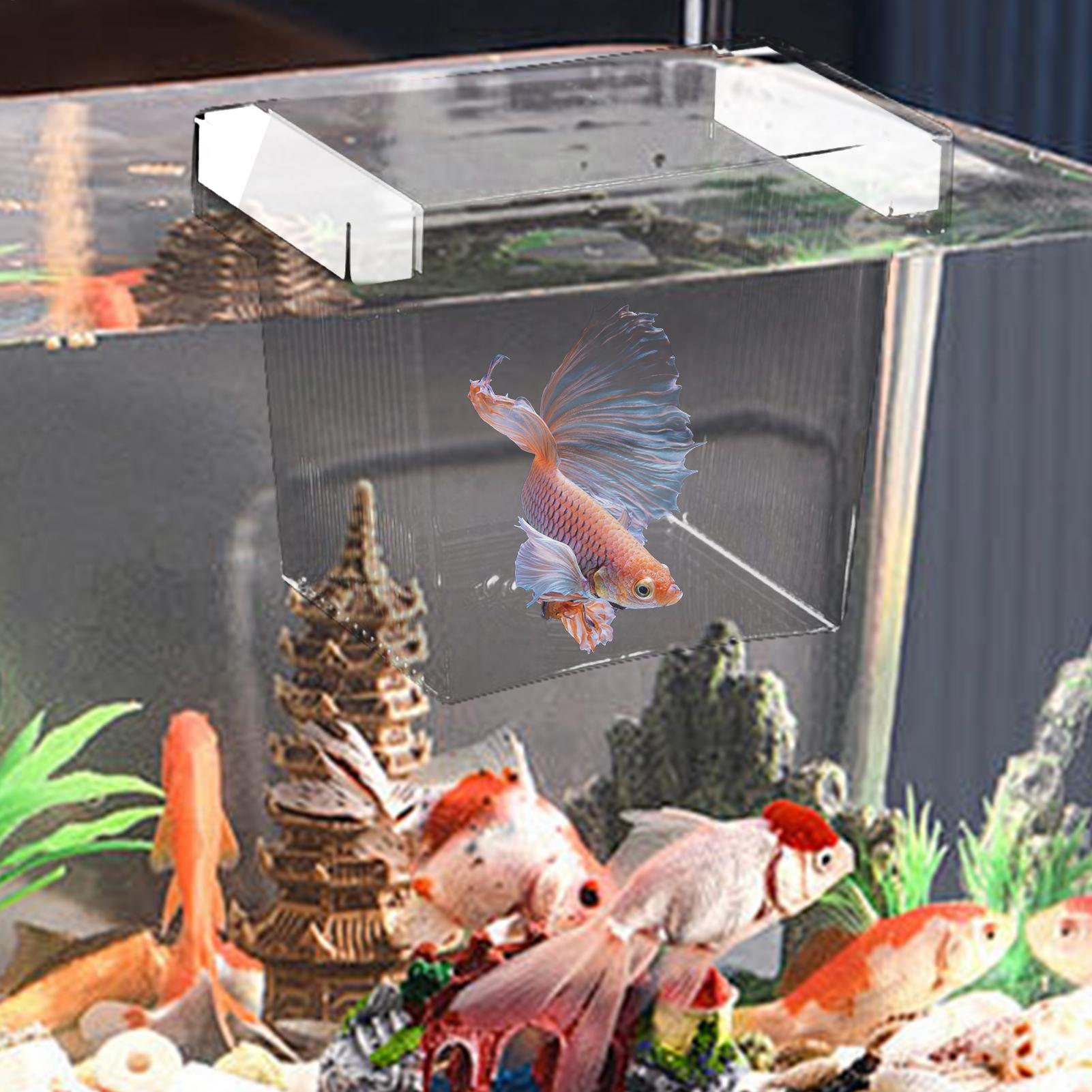Floating Fish Breeding Isolati - Aquarium Fish Betta review and price