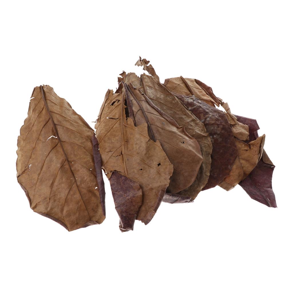 Fish Aquariums Indian Almond L - Aquarium Fish Betta review and price
