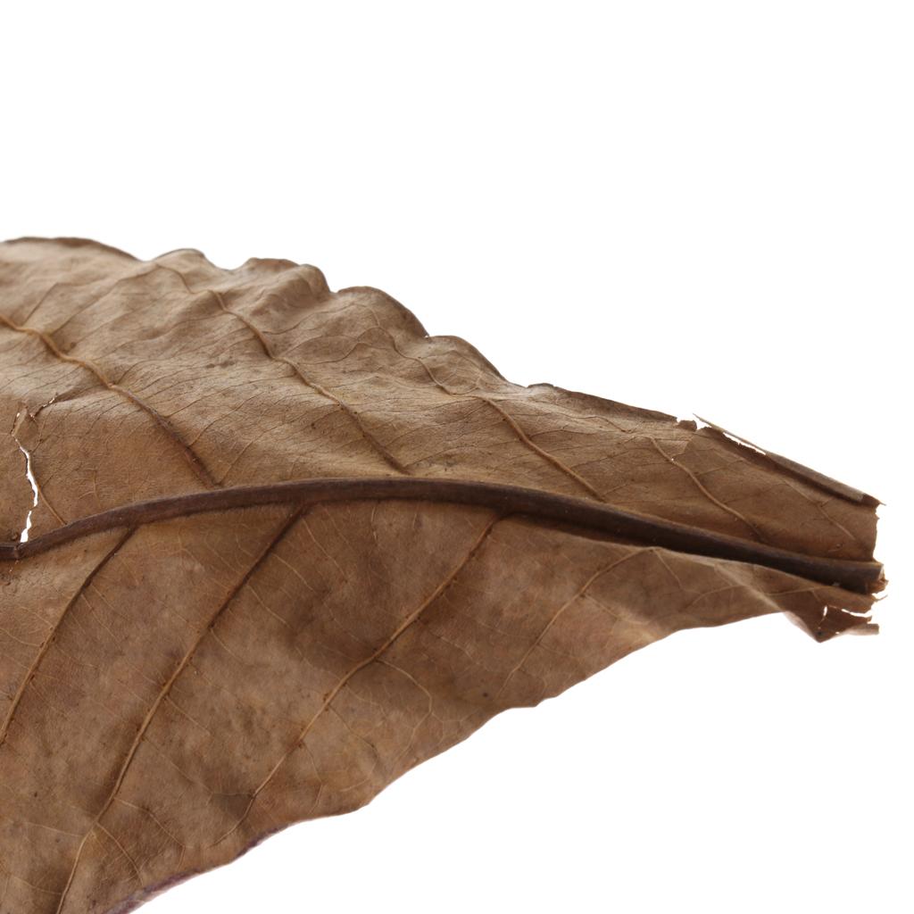 Fish Aquariums Indian Almond L - Aquarium Fish Betta review and price