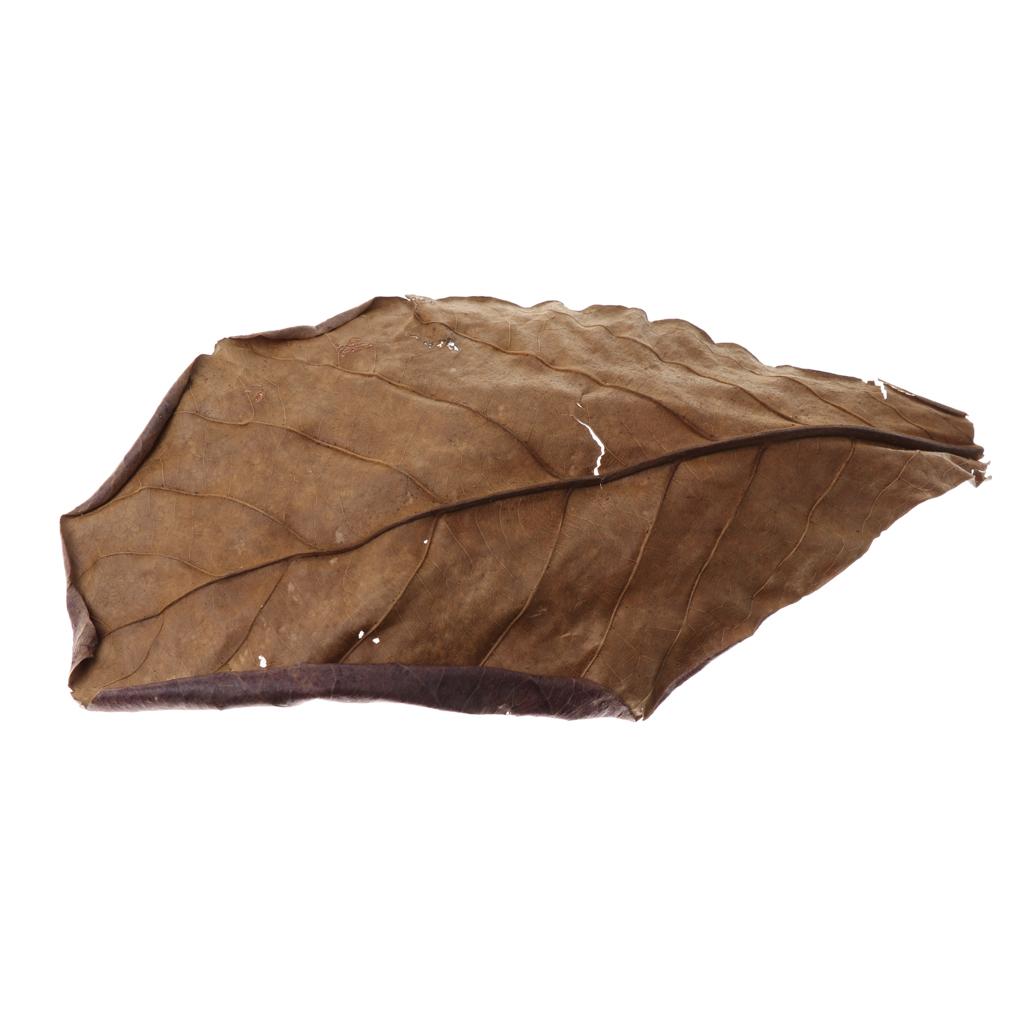 Fish Aquariums Indian Almond L - Aquarium Fish Betta review and price
