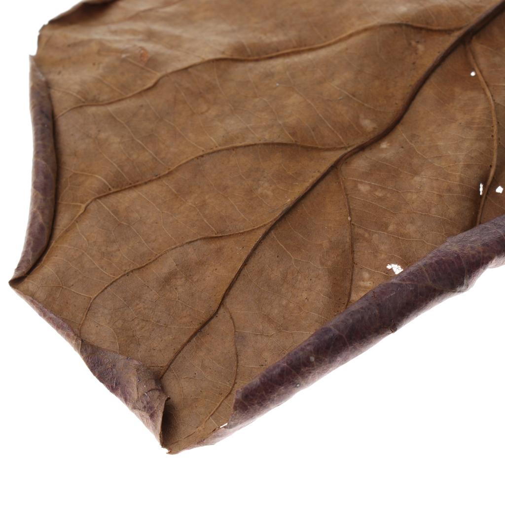 Fish Aquariums Indian Almond L - Aquarium Fish Betta review and price