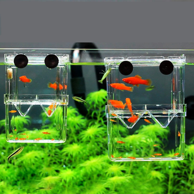 Peacock Fish Breeding Isolatio - Betta Fish Tank review and price